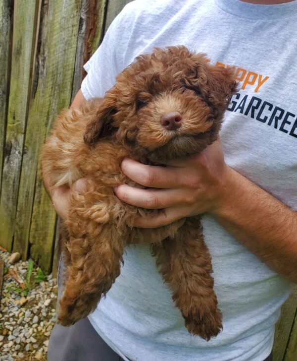 Maggie - Image 2