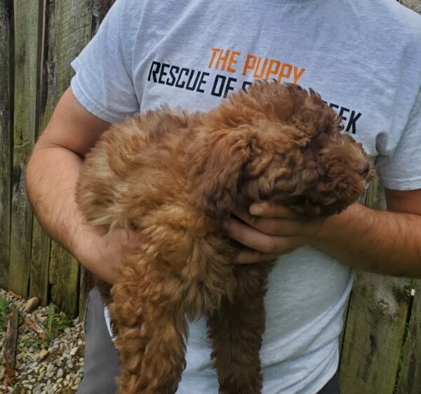 Maggie - Image 3