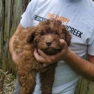Maggie