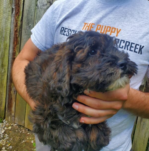Pebbles - Image 4