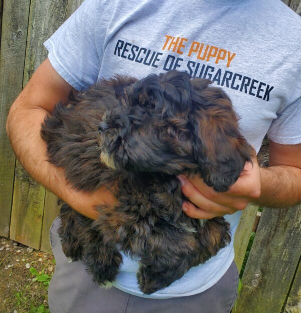 Pebbles - Image 3