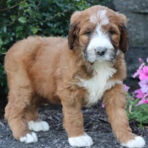 Mini saintberdoodle