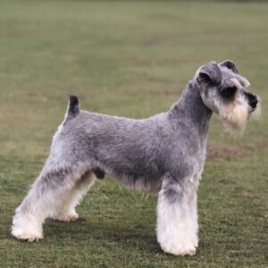 Schnauzer