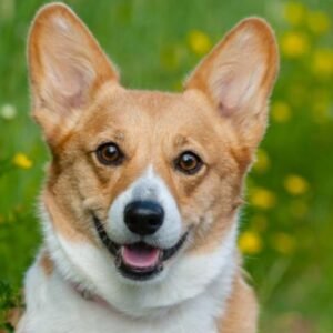 Corgi