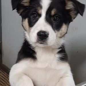 Daisy