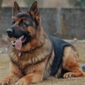 German shepherd