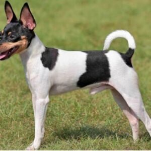 Toy Fox Terrier